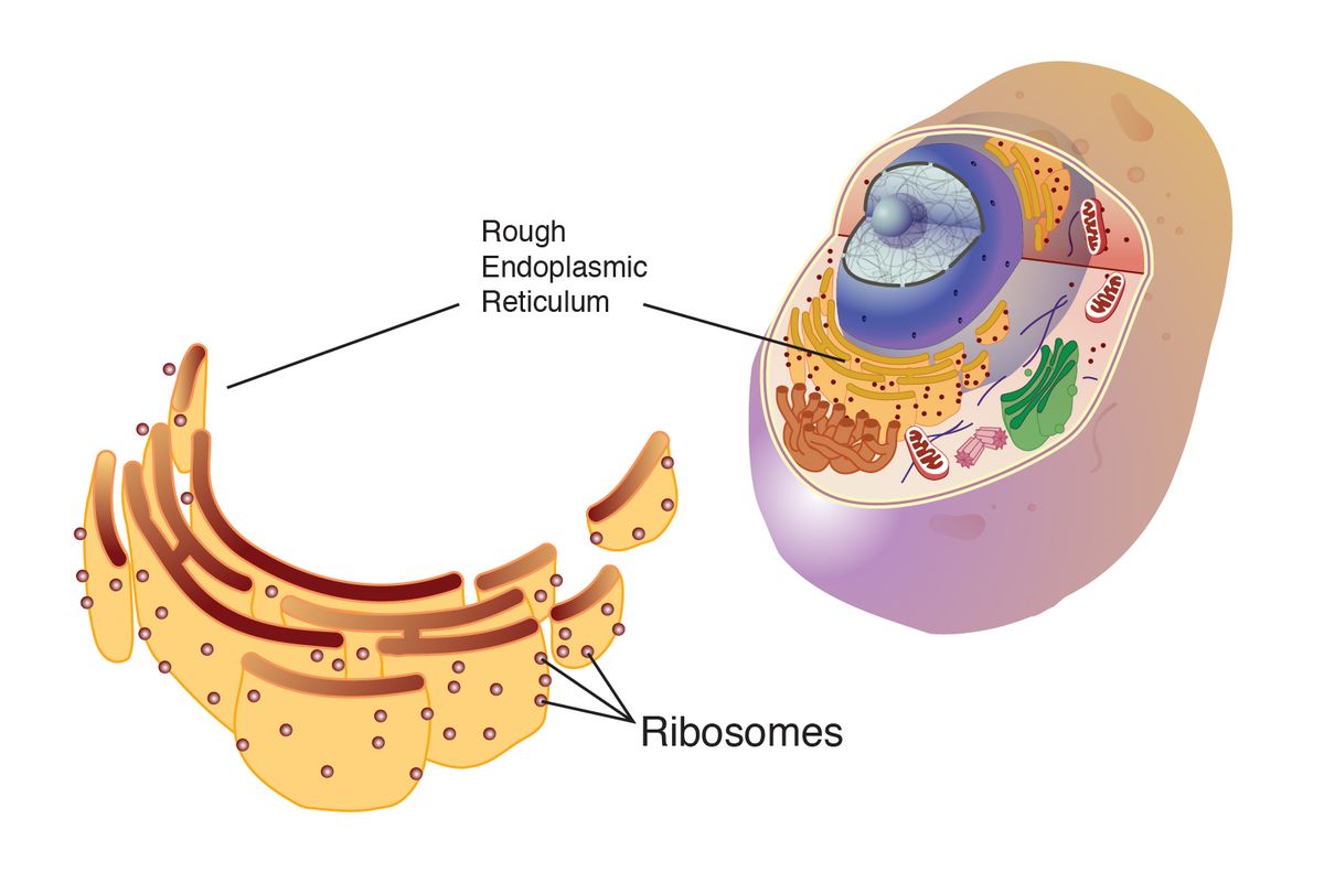 RIBOSOME Tagalog   Ribosomes Rough Endoplasmic Reticulum 