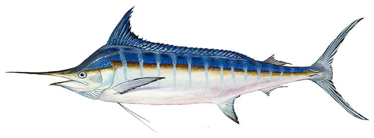 MARLIN (Tagalog)