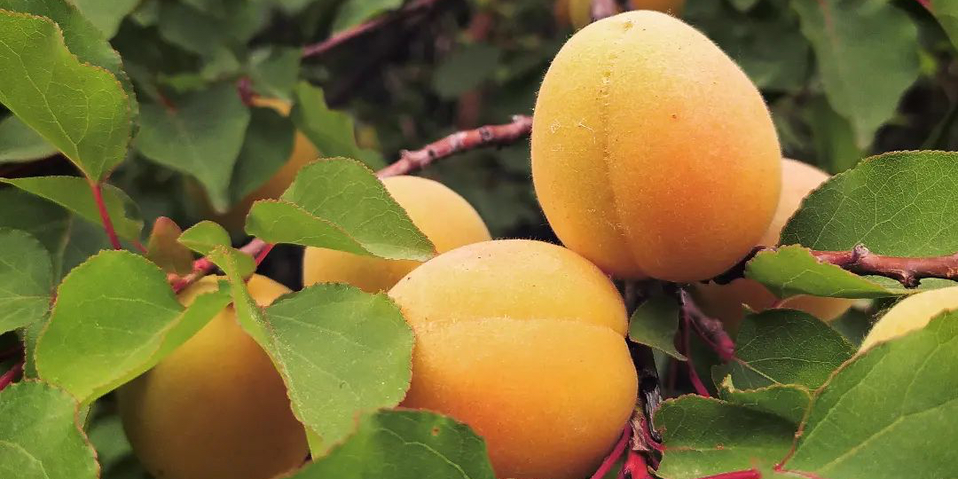 APRICOT Tagalog   Apricot Fruits On Tree Aprikot 